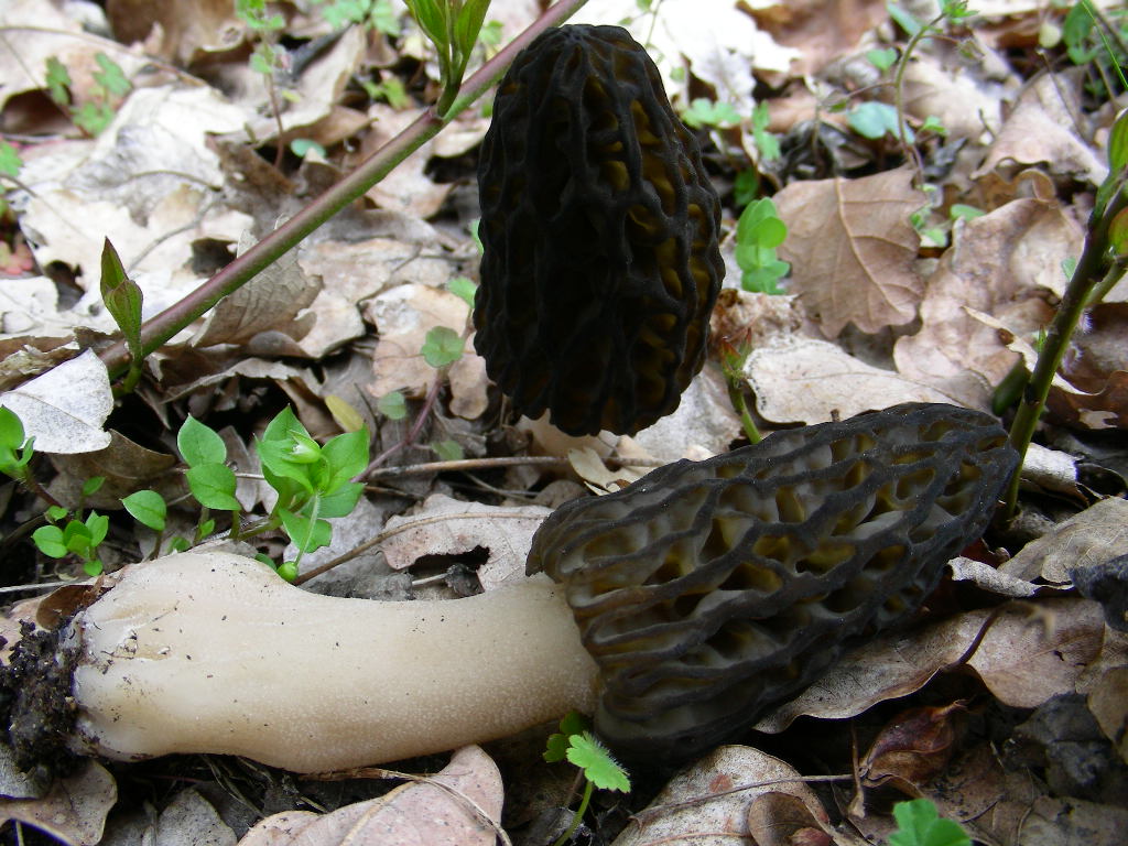 Funghi primaverili ...